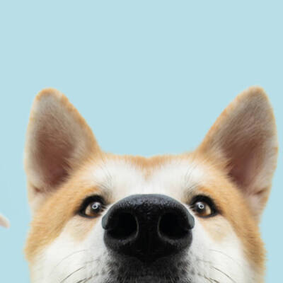 Banner Close-up three hide dogs head. Isolated on blue background.